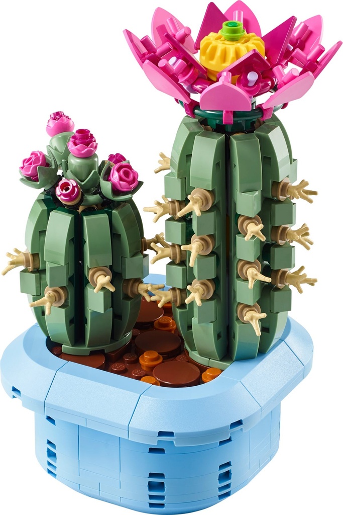 [1650568209] Cactus fleuri 11509